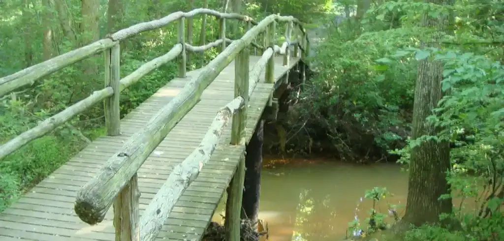 woods in Shark River Park in NJ