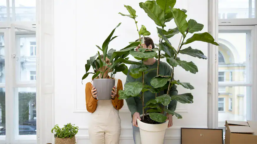 a featured image of How to Pack Plants for Moving Without Destroying Them